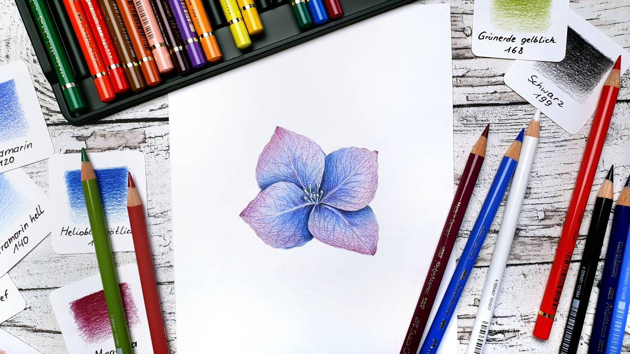 Zarte Hortensienblüte in Buntstift - realistisch zeichnen lernen - Video-Tutorial